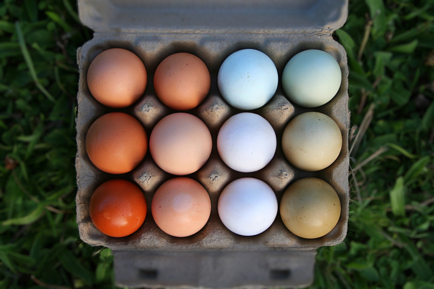 Farm Fresh Eggs