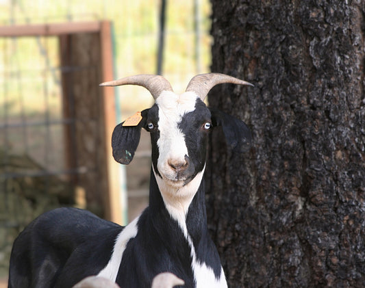 Kiko Goats