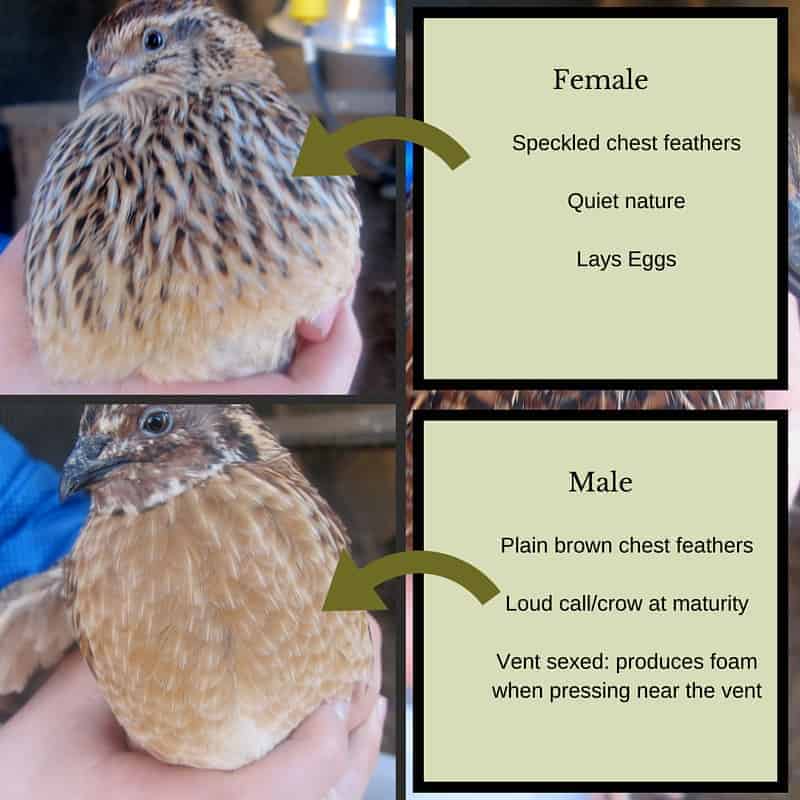 Coturnix Quail